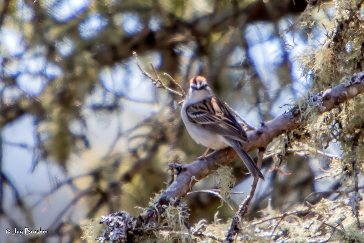 Chipping Sparrow - ML644459786