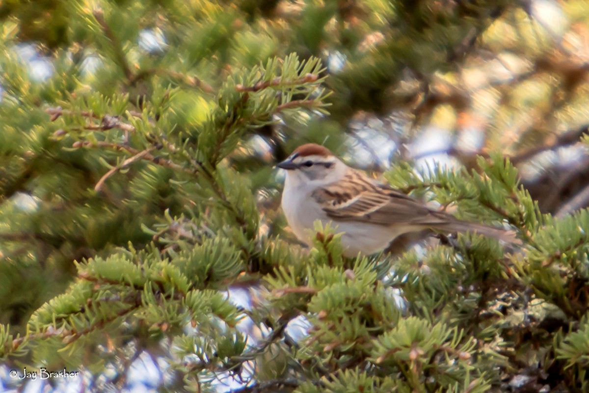Chipping Sparrow - ML644459787