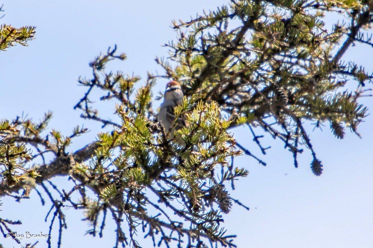 Chipping Sparrow - ML644459788