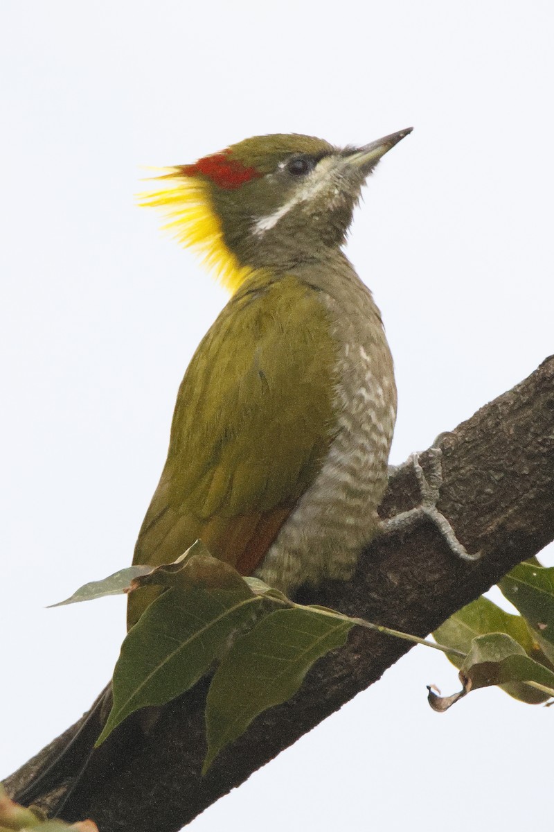 Жовна мала - ML644459797