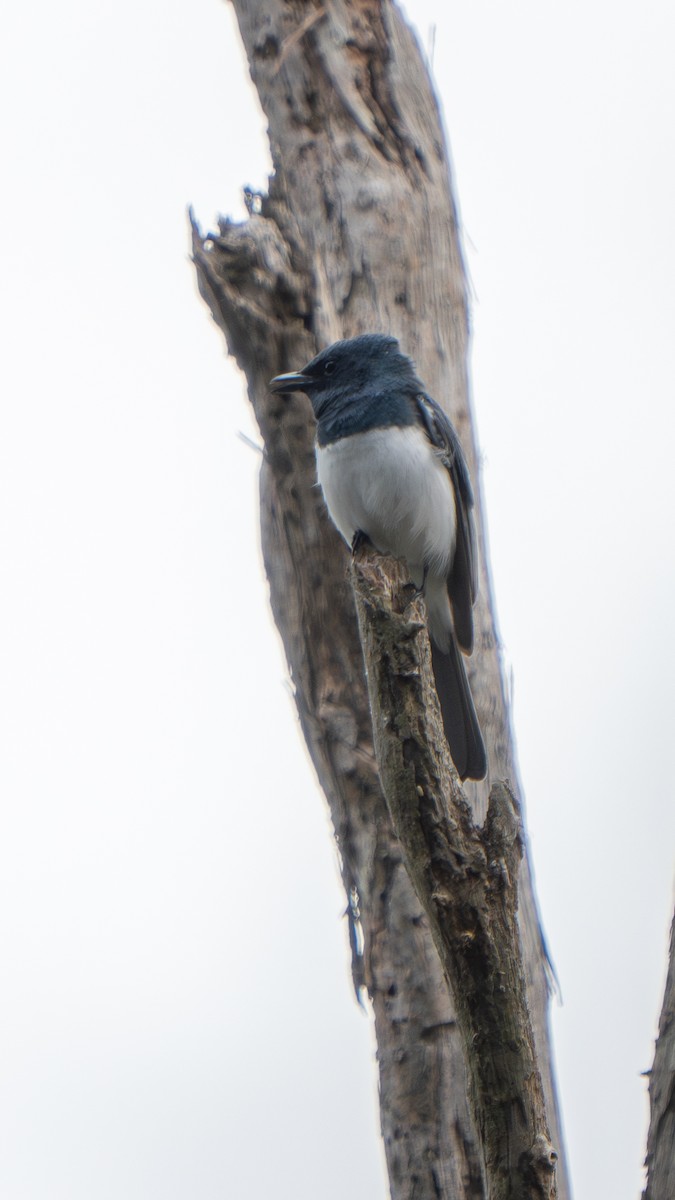 Leaden Flycatcher - ML644459808