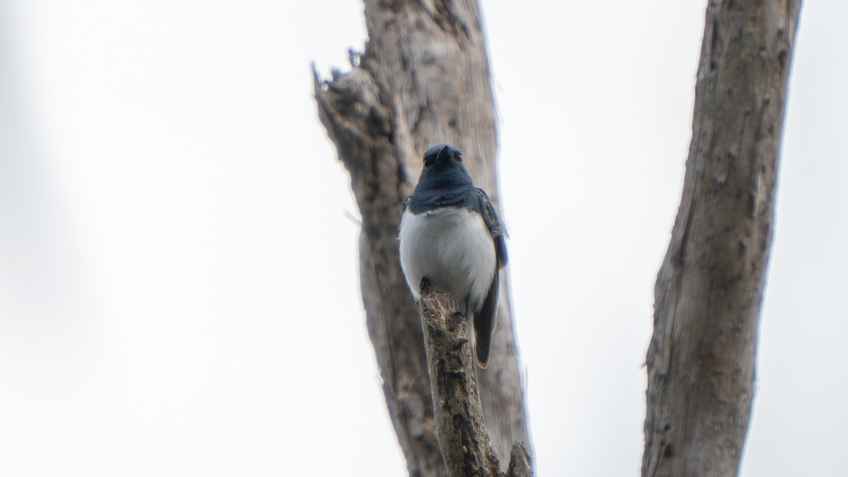 Leaden Flycatcher - ML644459809