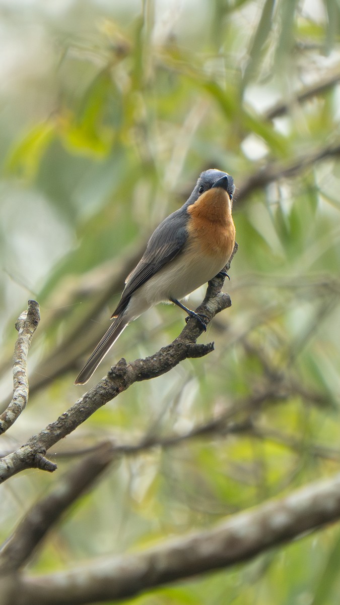 Leaden Flycatcher - ML644459810