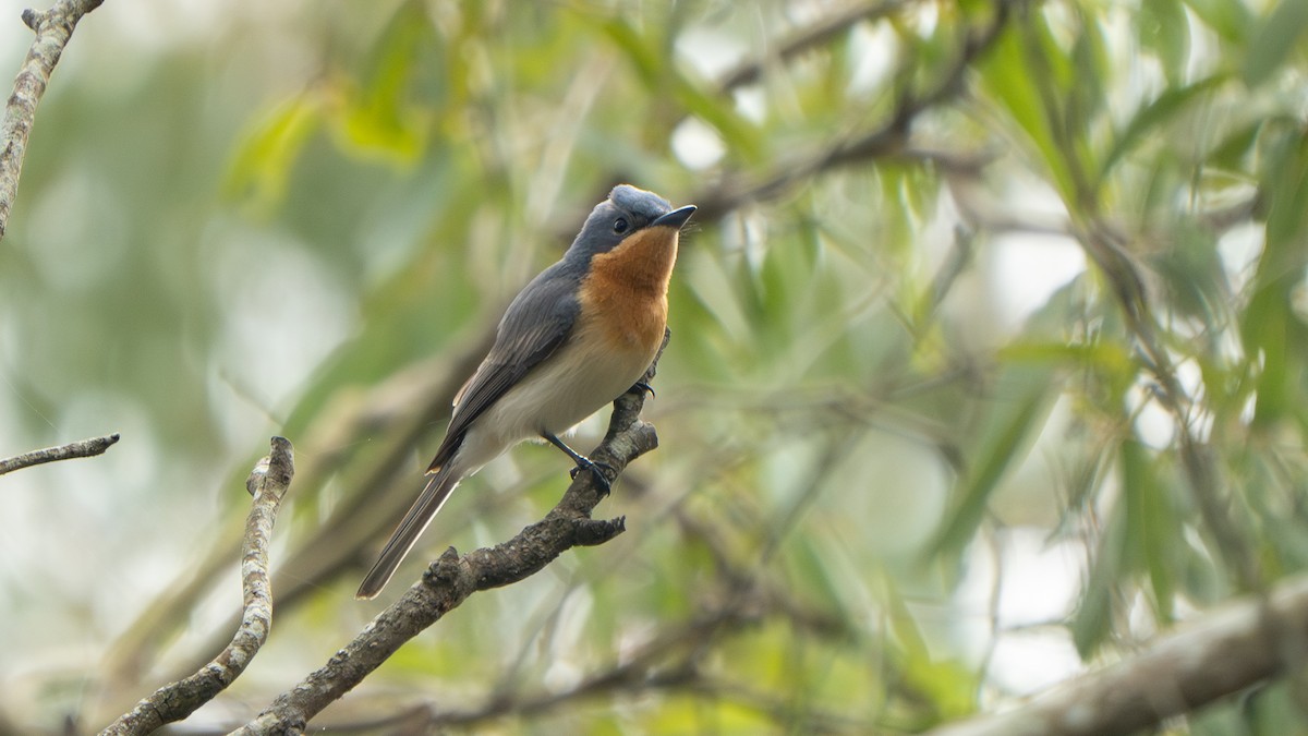 Leaden Flycatcher - ML644459811