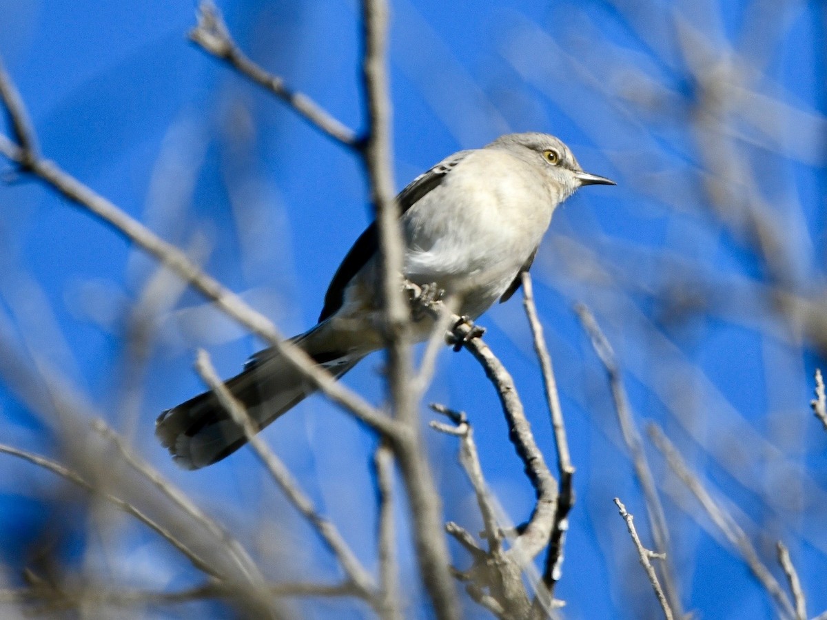 Northern Mockingbird - ML644459814