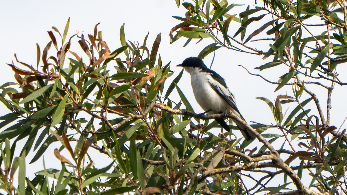 White-winged Triller - ML644459817