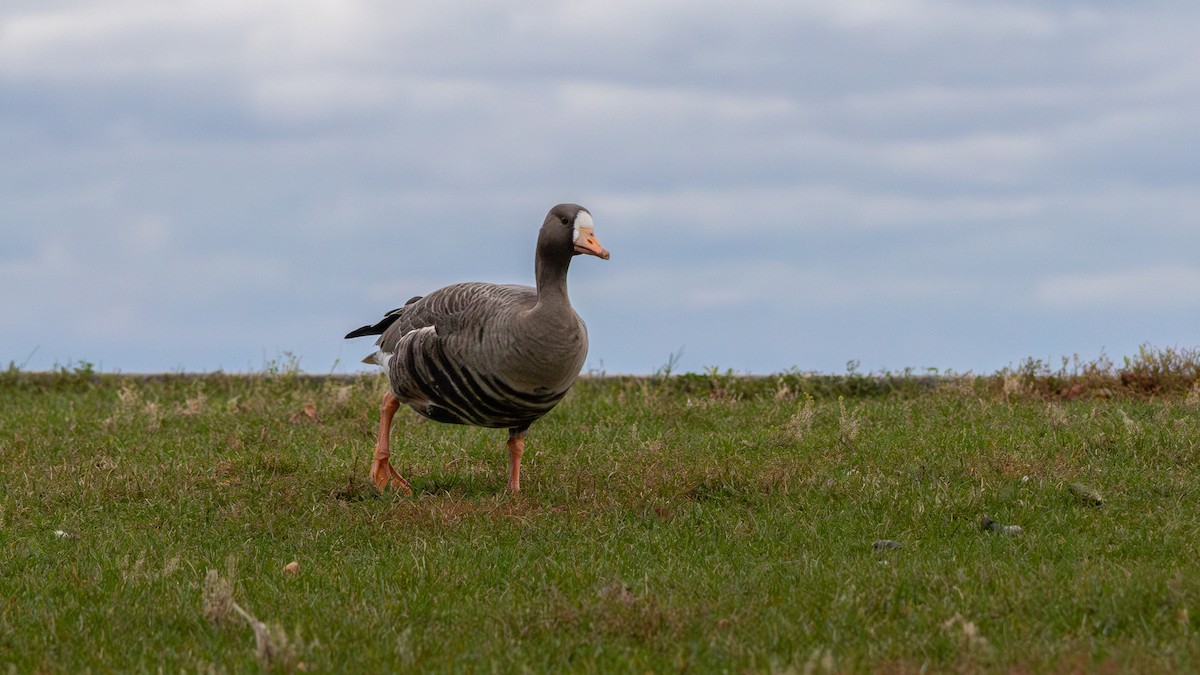 Greater White-fronted Goose - ML644459818
