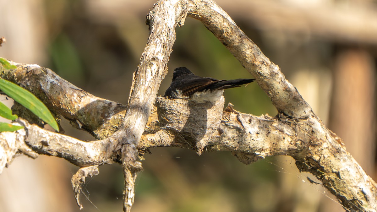 ヨコフリオウギビタキ - ML644459819