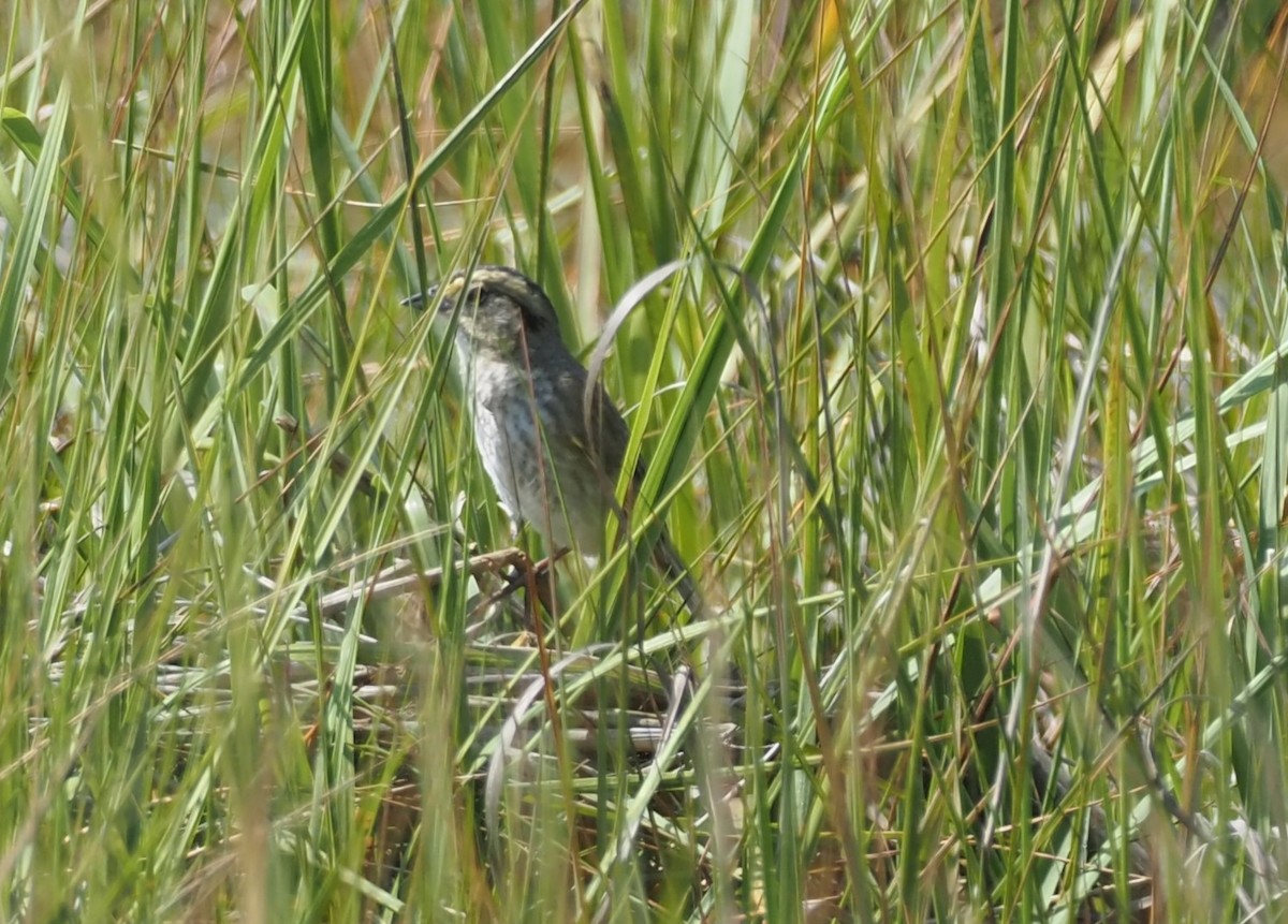 Chingolo de Nelson - ML644459830