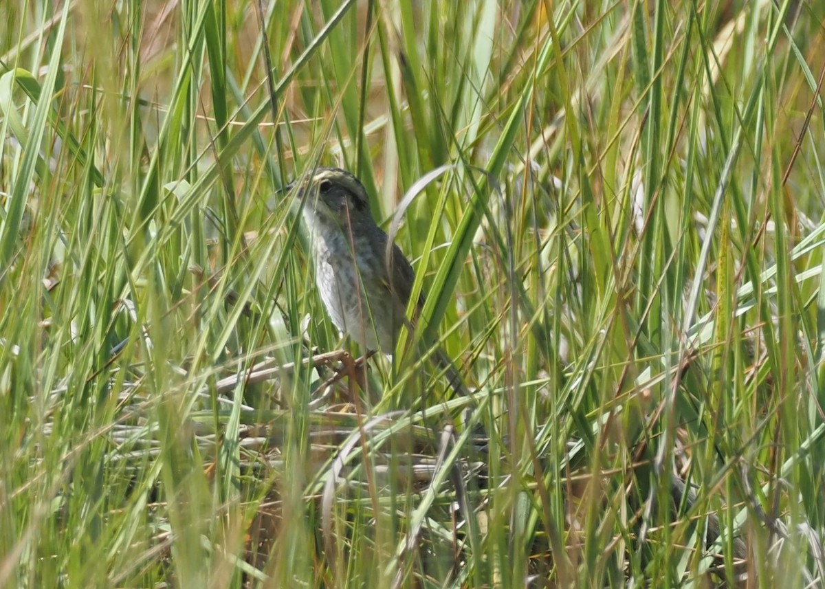 Chingolo de Nelson - ML644459831