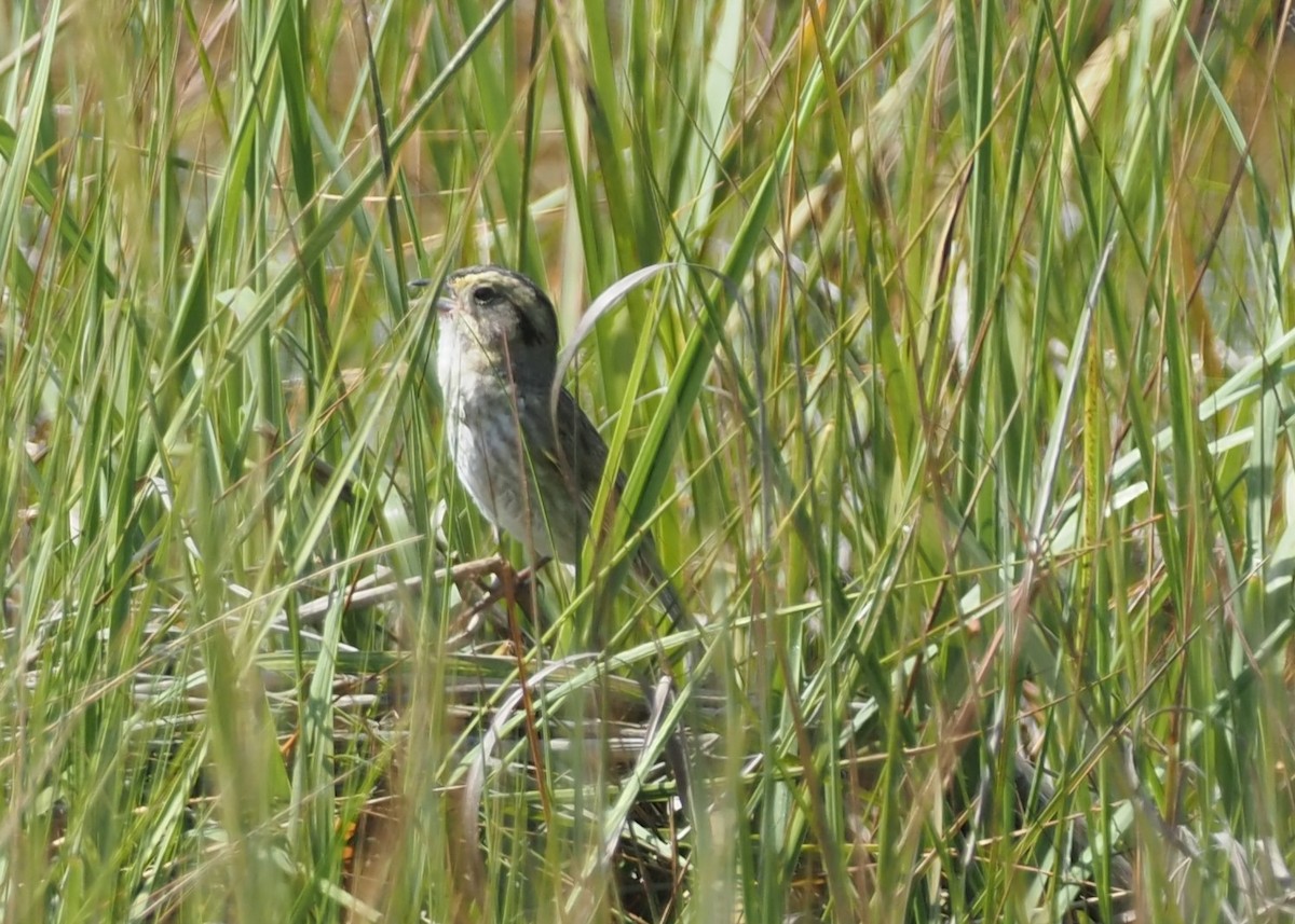 Chingolo de Nelson - ML644459832