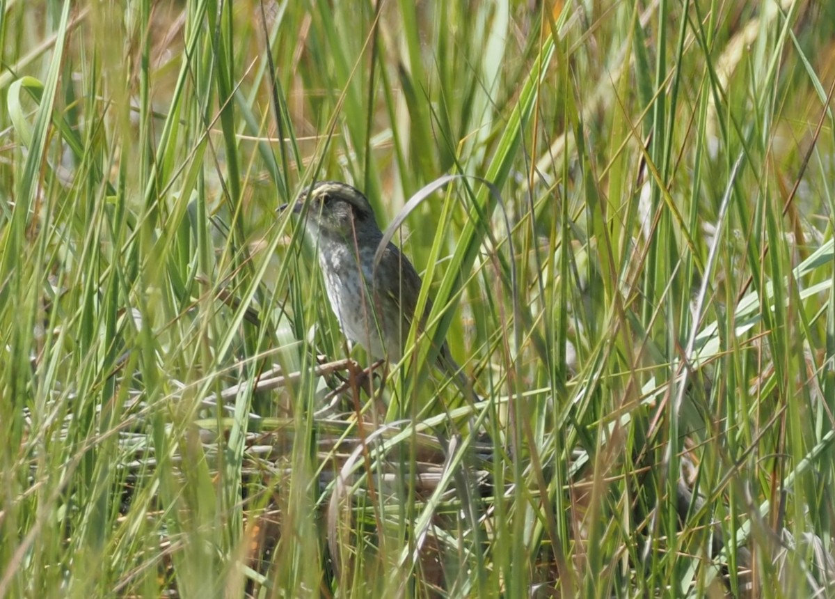 Chingolo de Nelson - ML644459833