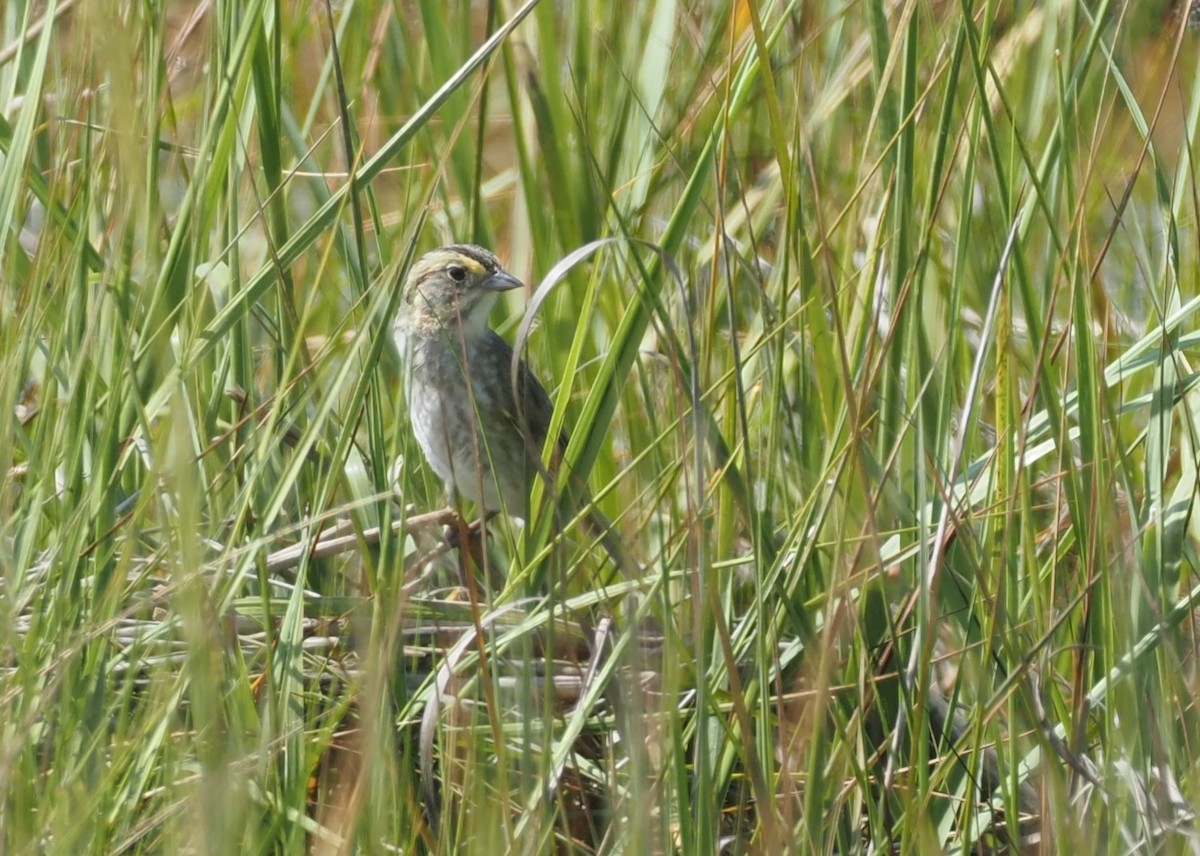 Chingolo de Nelson - ML644459834