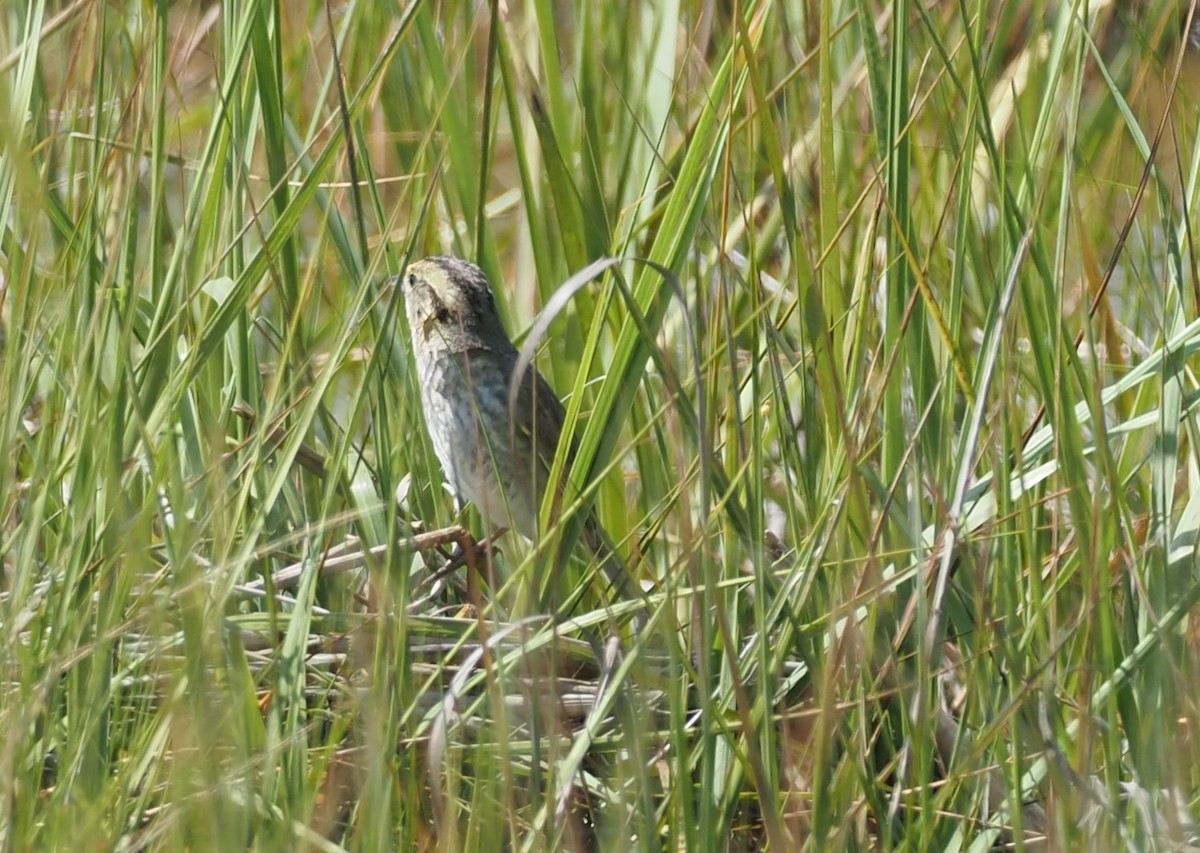 Chingolo de Nelson - ML644459835
