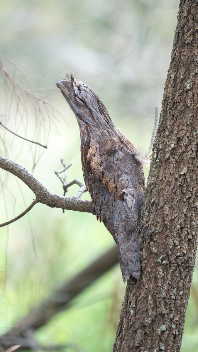 Tawny Frogmouth - ML644459836