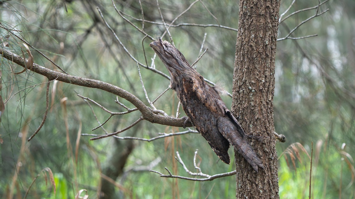 Tawny Frogmouth - ML644459837