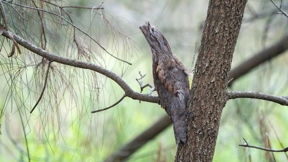 Tawny Frogmouth - ML644459838
