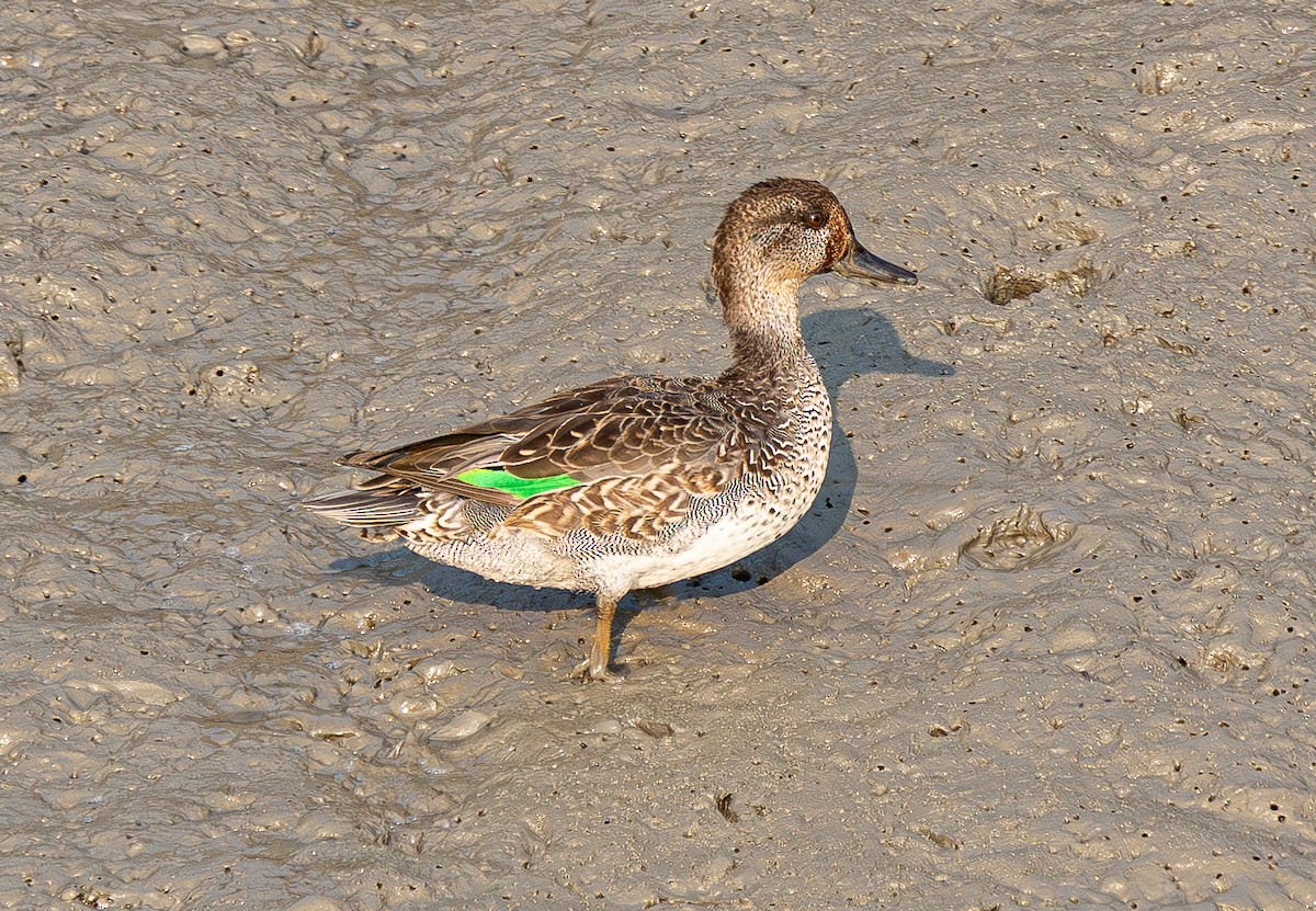 Green-winged Teal (Eurasian) - ML644459839