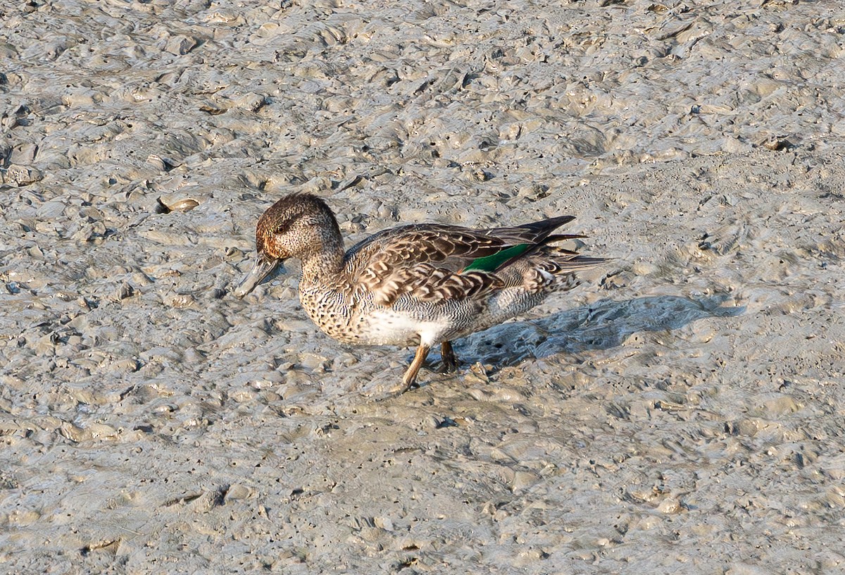Green-winged Teal (Eurasian) - ML644459840