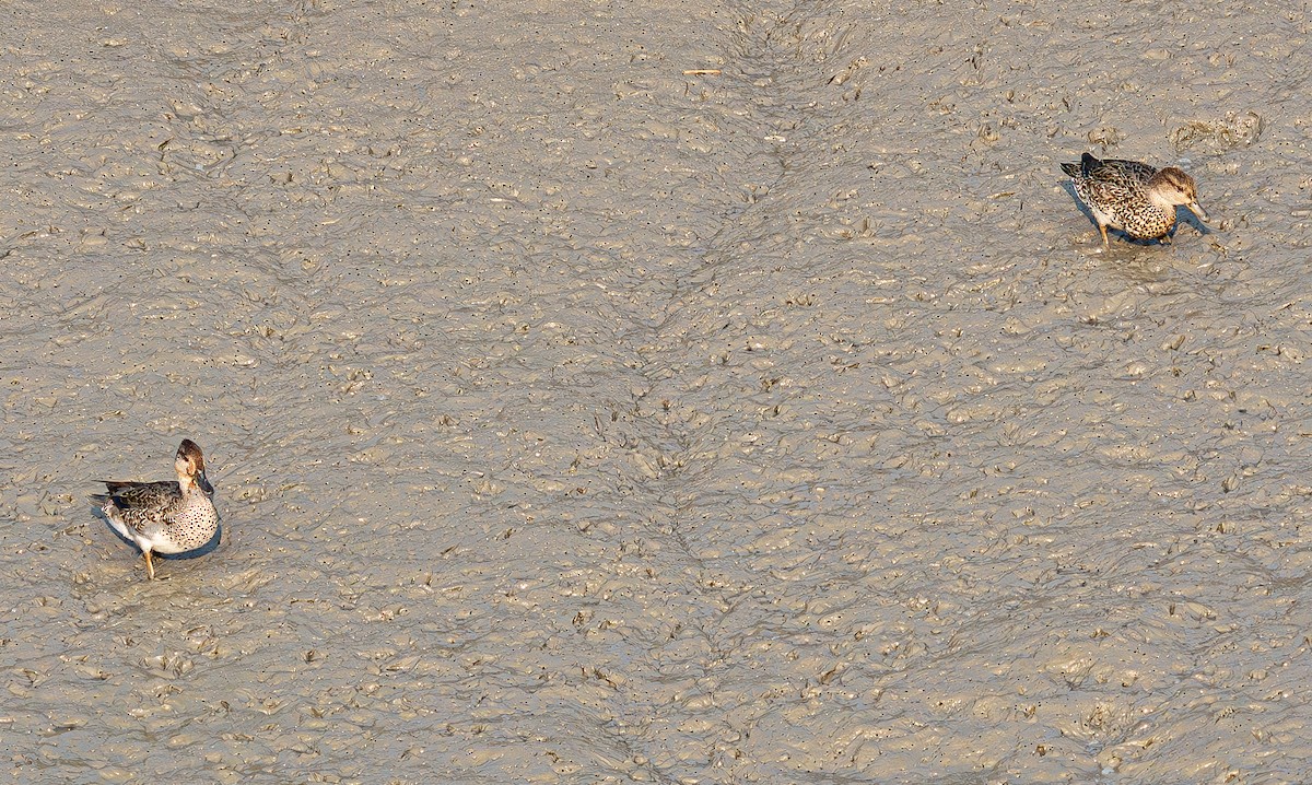 Green-winged Teal (Eurasian) - ML644459841