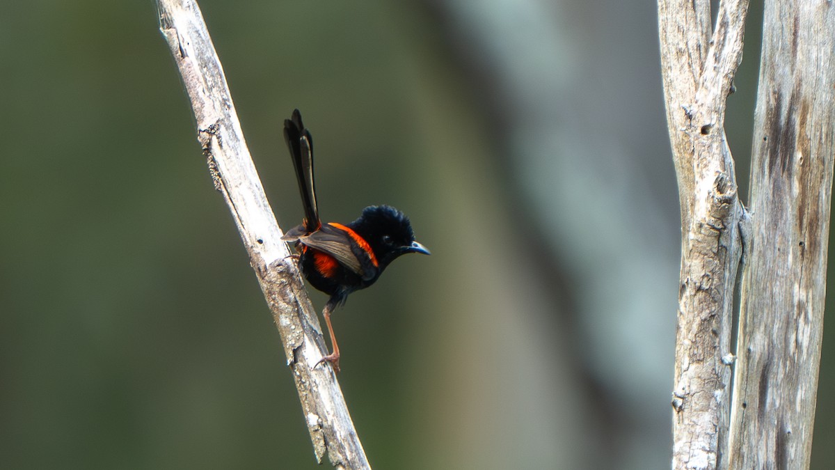 Red-backed Fairywren - ML644459843