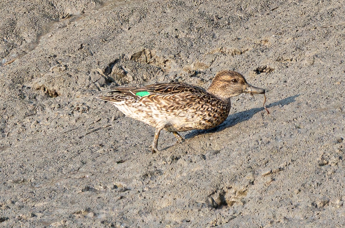 Green-winged Teal (Eurasian) - ML644459844