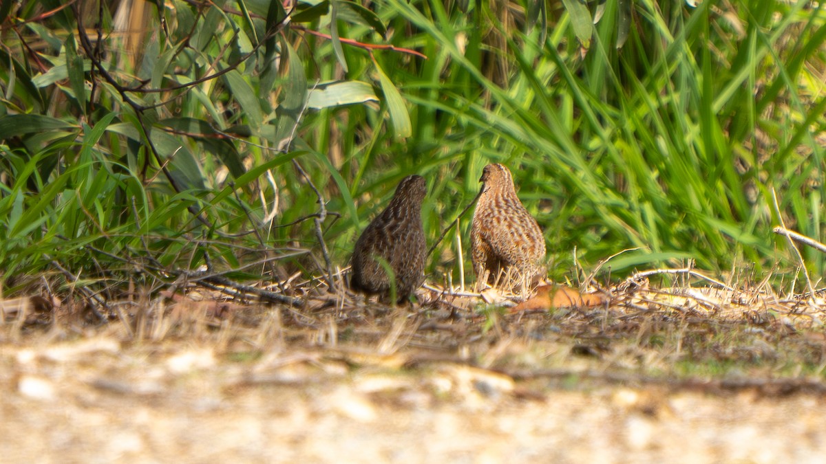 Перепілка бура - ML644459845