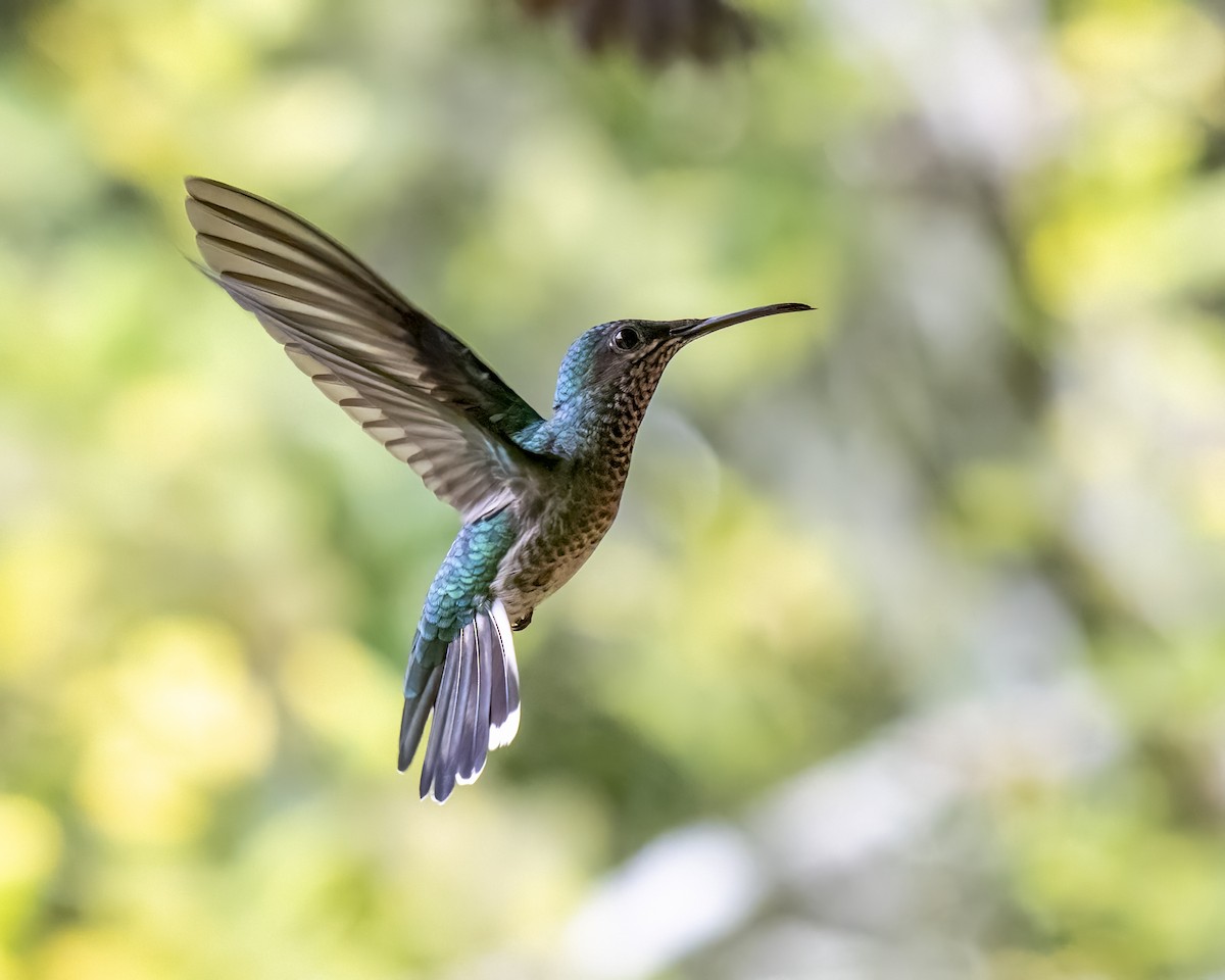 kolibřík bělokrký - ML644459846