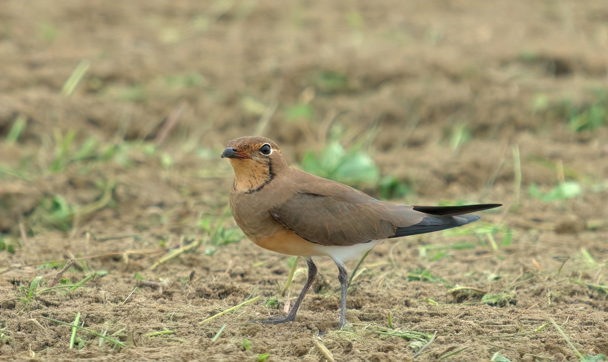 ツバメチドリ - ML644459855