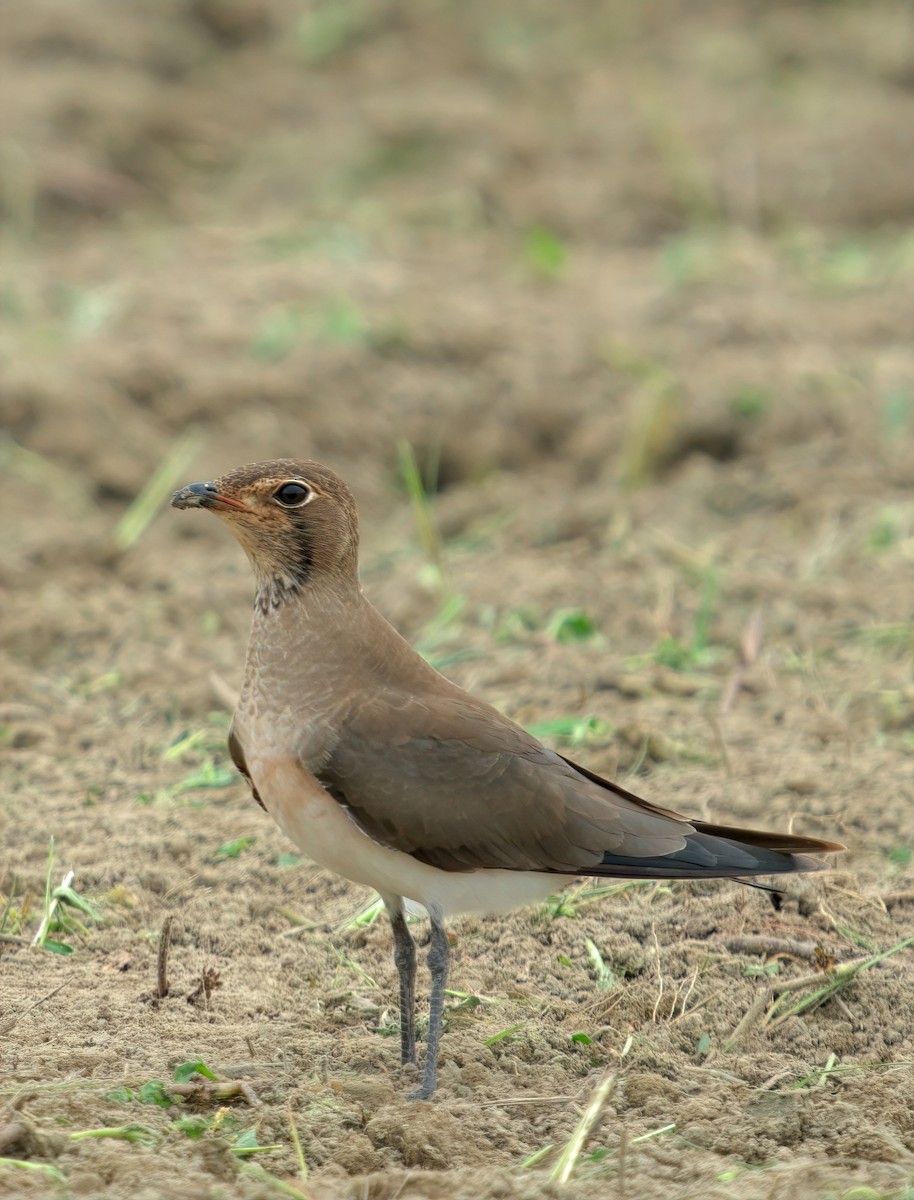 ツバメチドリ - ML644459856