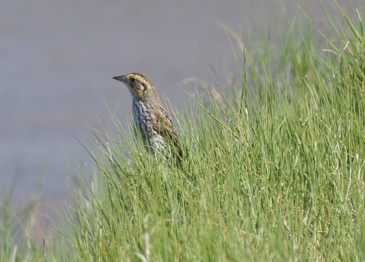 Chingolo Colifino - ML644459858