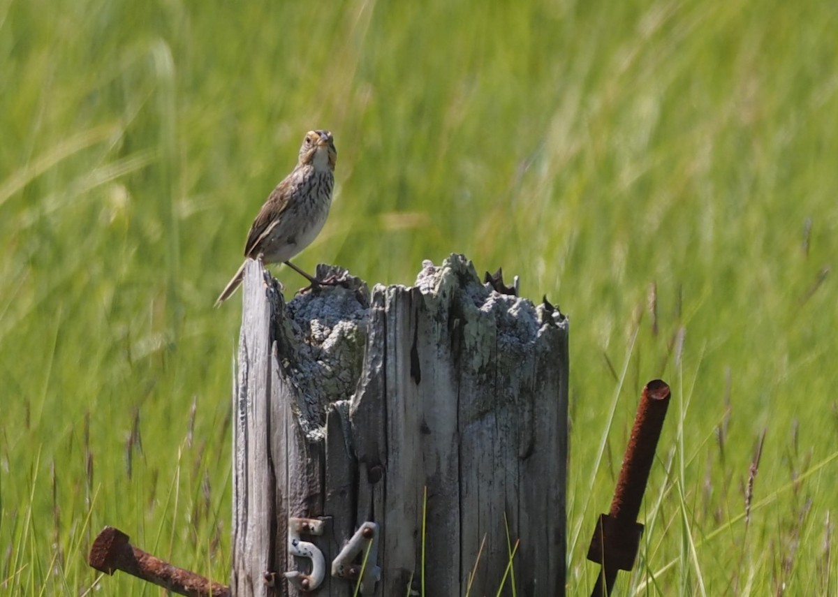 Chingolo Colifino - ML644459860