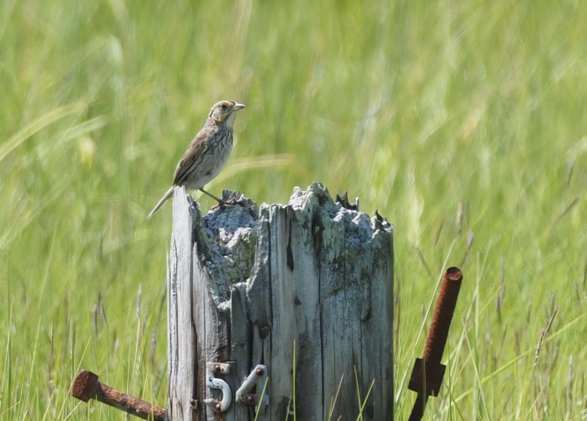 Chingolo Colifino - ML644459861