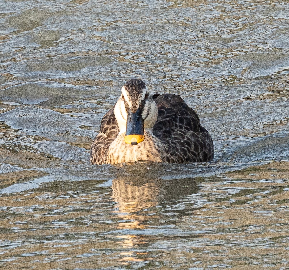 カルガモ - ML644459862