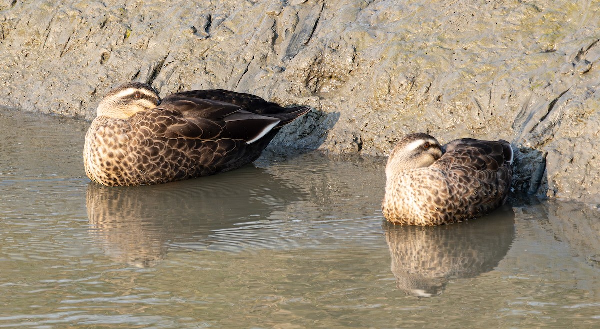 カルガモ - ML644459863