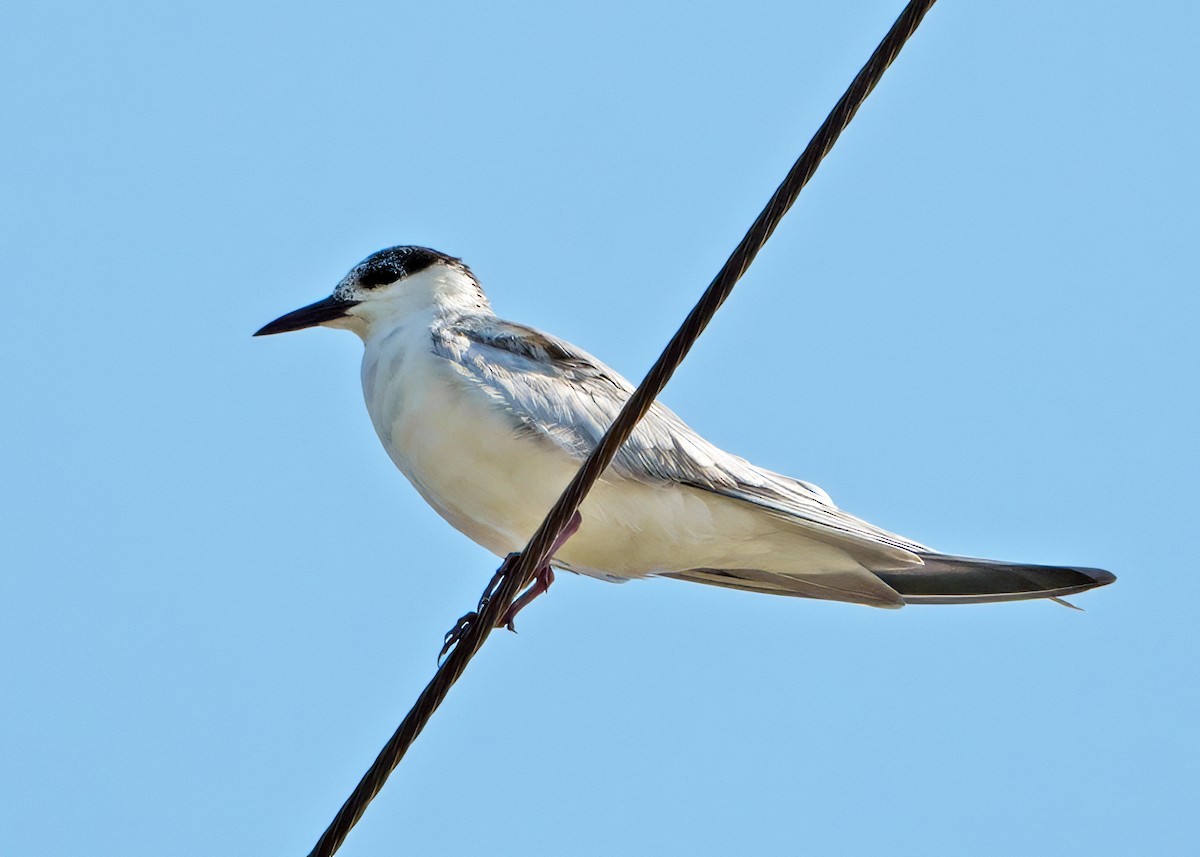 Whiskered Tern - ML644459865