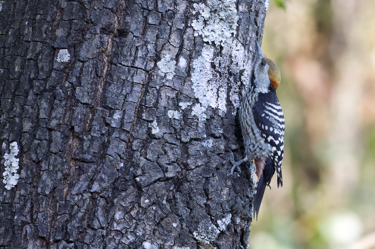 bergspett - ML644459867