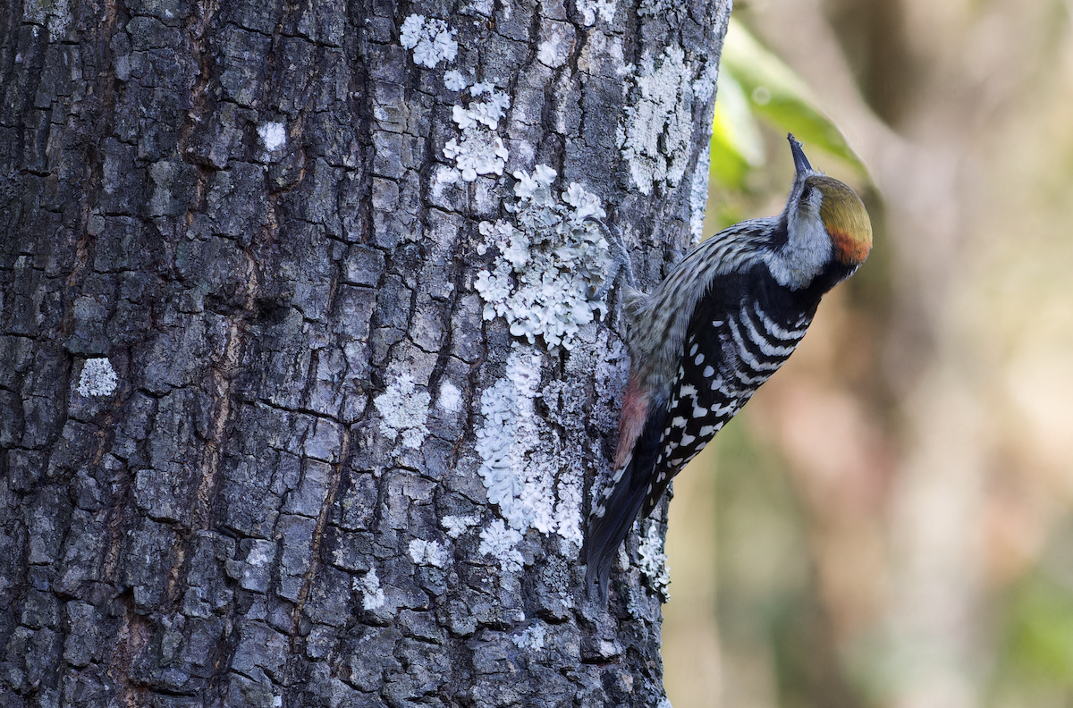 bergspett - ML644459868