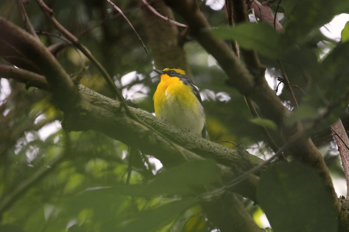 黃眉黃鶲 - ML644459869
