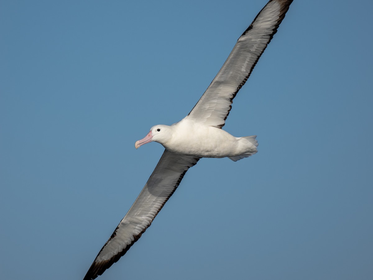 Albatros de Sanford - ML644459877
