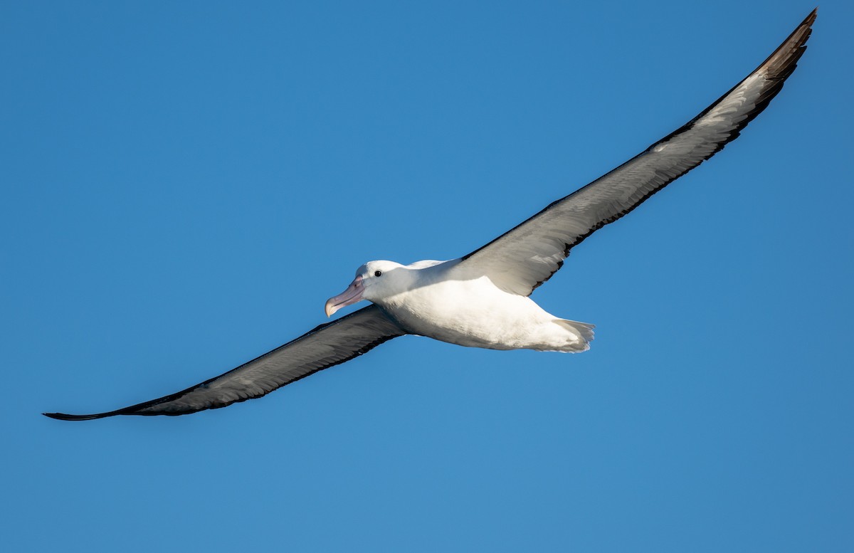 Albatros de Sanford - ML644459878
