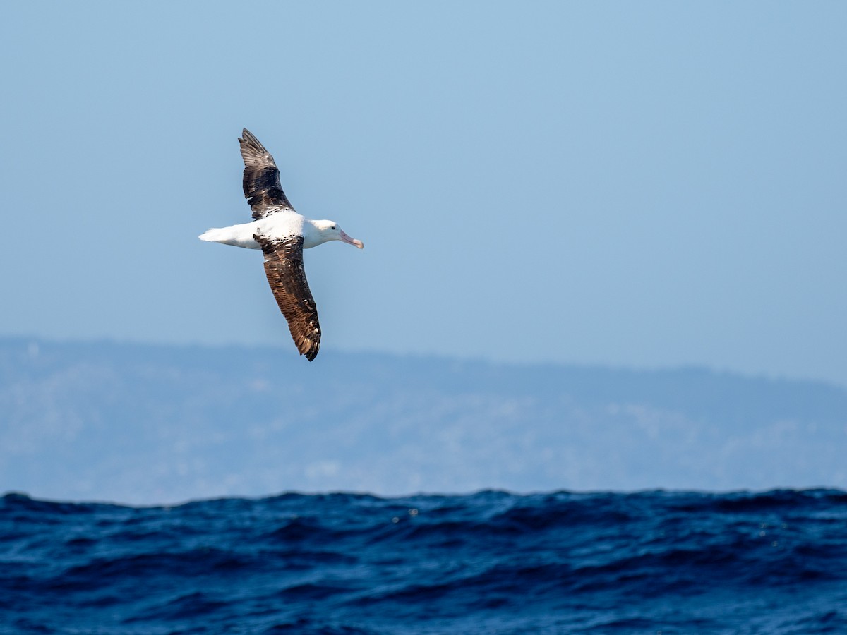 Albatros de Sanford - ML644459879