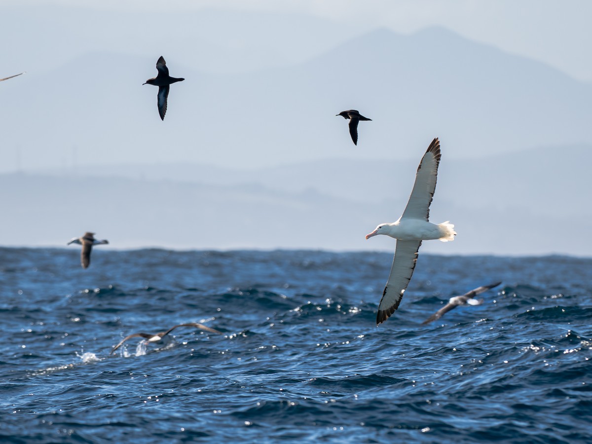 Albatros de Sanford - ML644459880