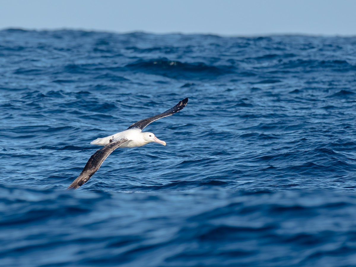 Albatros de Sanford - ML644459881