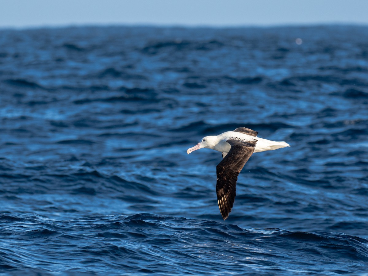 Albatros de Sanford - ML644459882