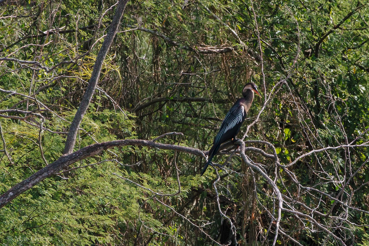 Amerika-Schlangenhalsvogel - ML644459884