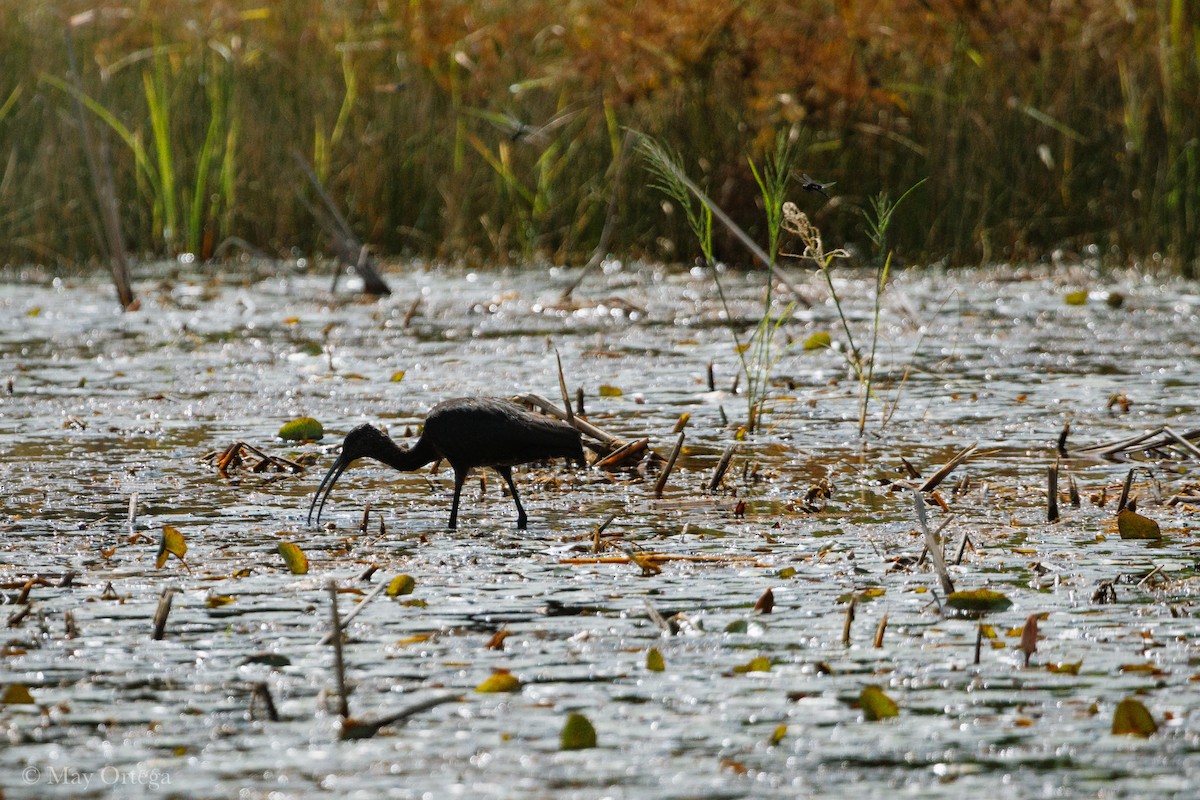 Brillensichler - ML644459892