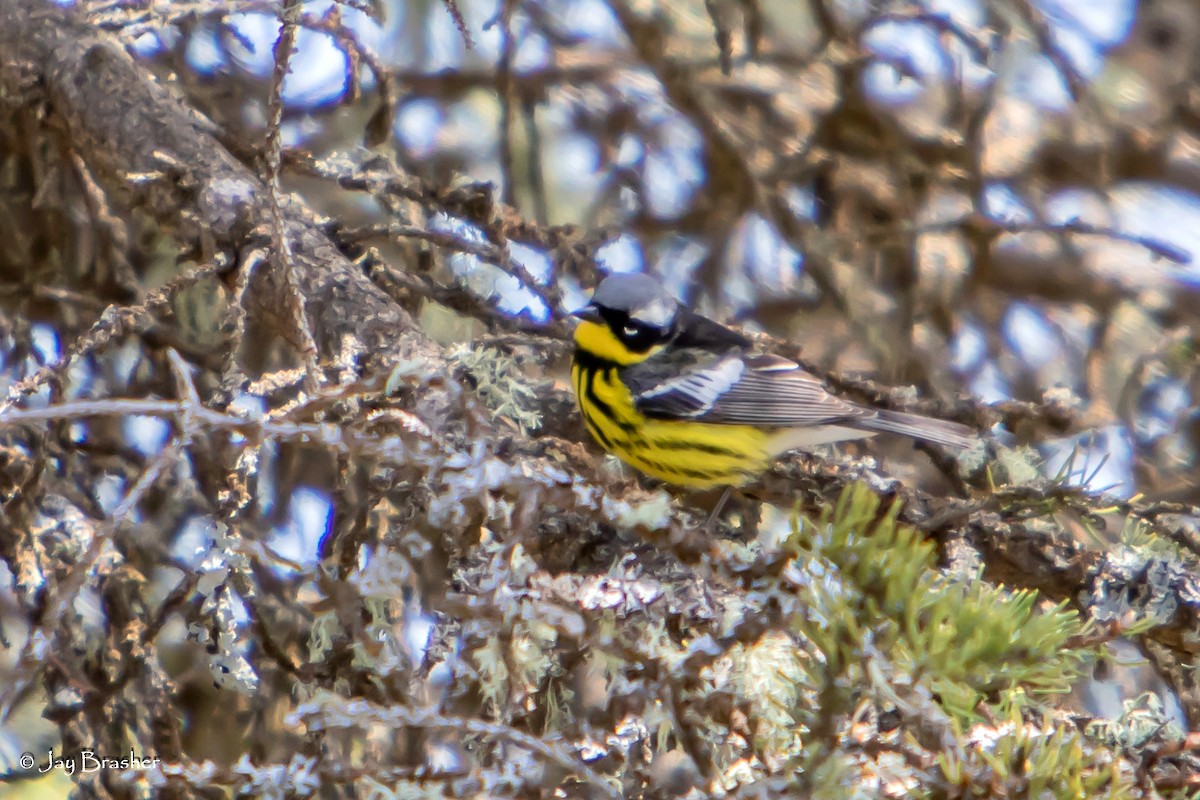 סבכון לבן-זנב - ML644459919