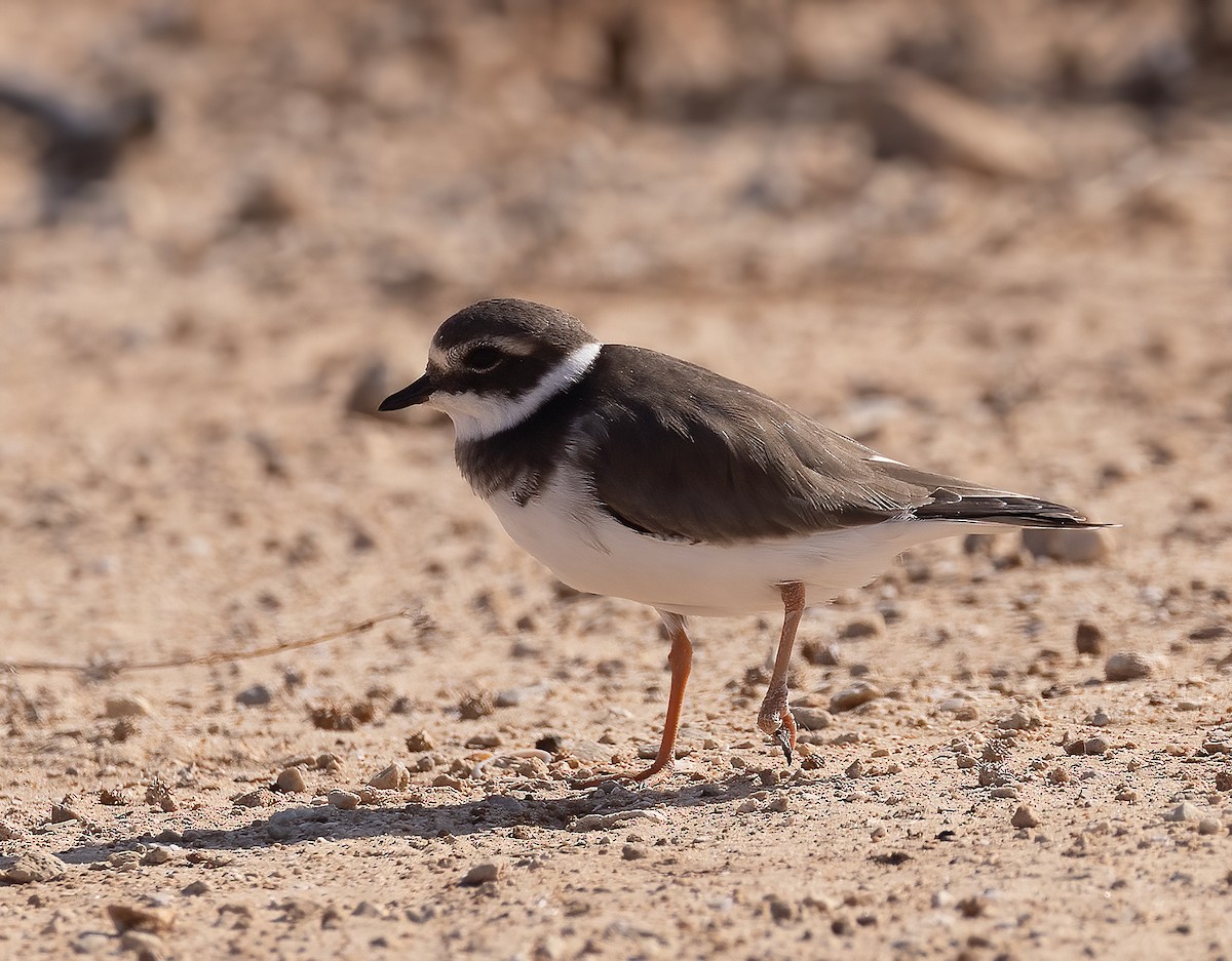 Common Ringed Plover - ML644459929