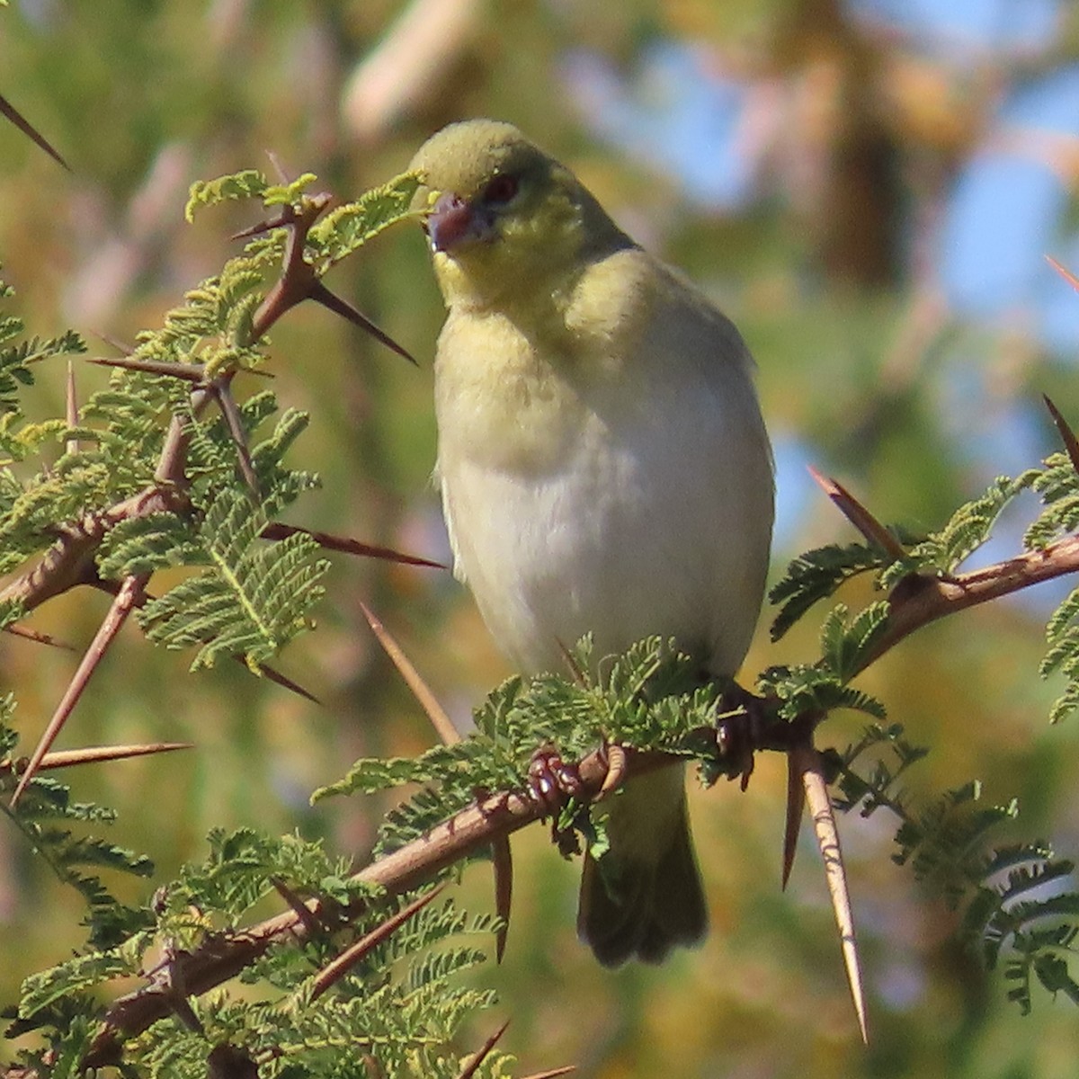 Lesser Masked-Weaver - ML644459931
